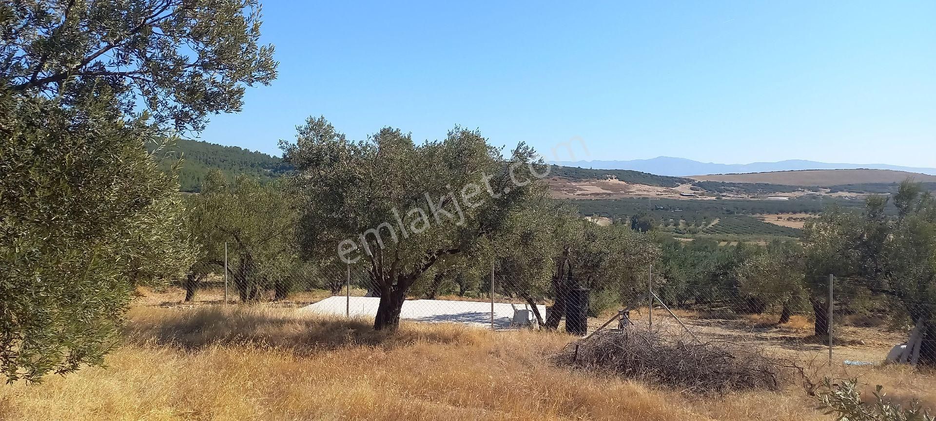 Foça Mareşal Fevzi Çakmak Satılık Zeytinlik İzmir Foça Geren Köyde Muhteşem Zeytinlik