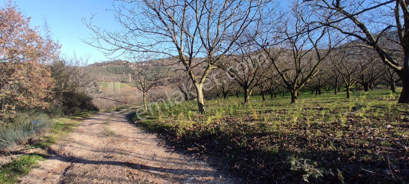 İznik Şerefiyede Fırsat - Görsel 8