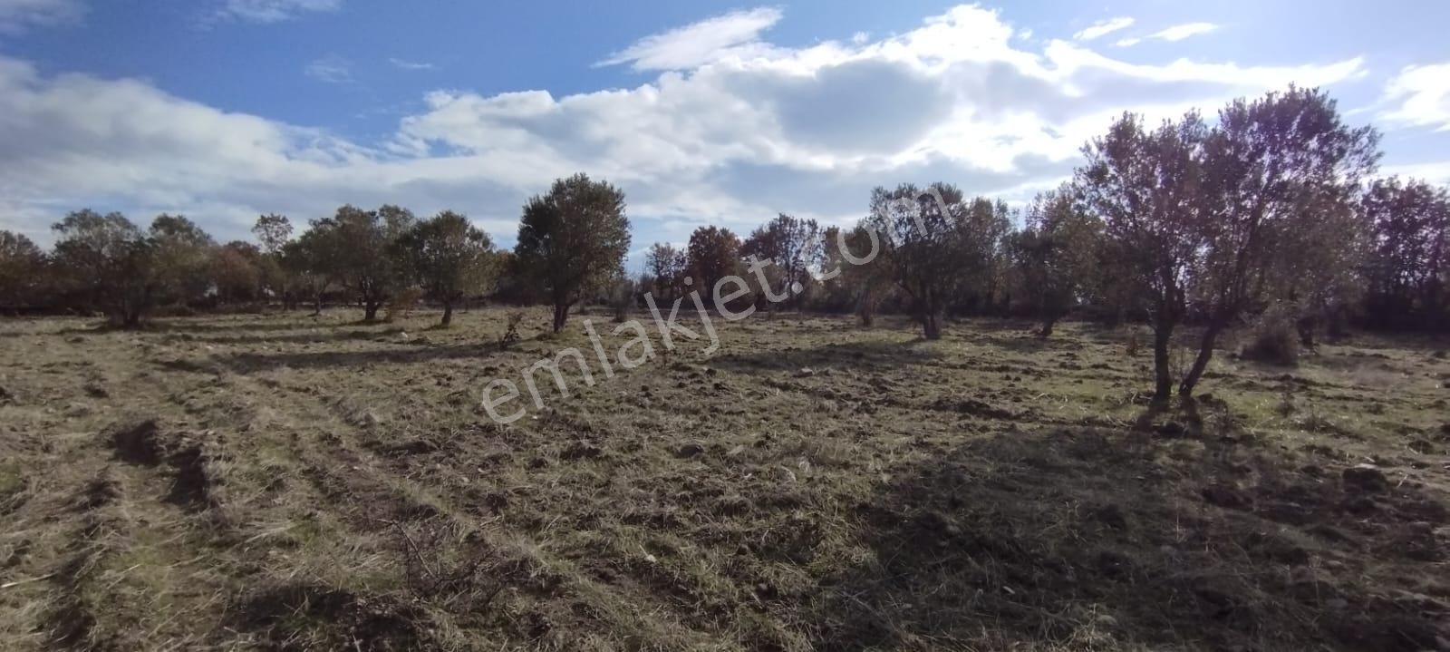 Yunusemre Yaylaköy Satılık Zeytinlik Manisa Yaylaköy'de Satılık Zeytinlik