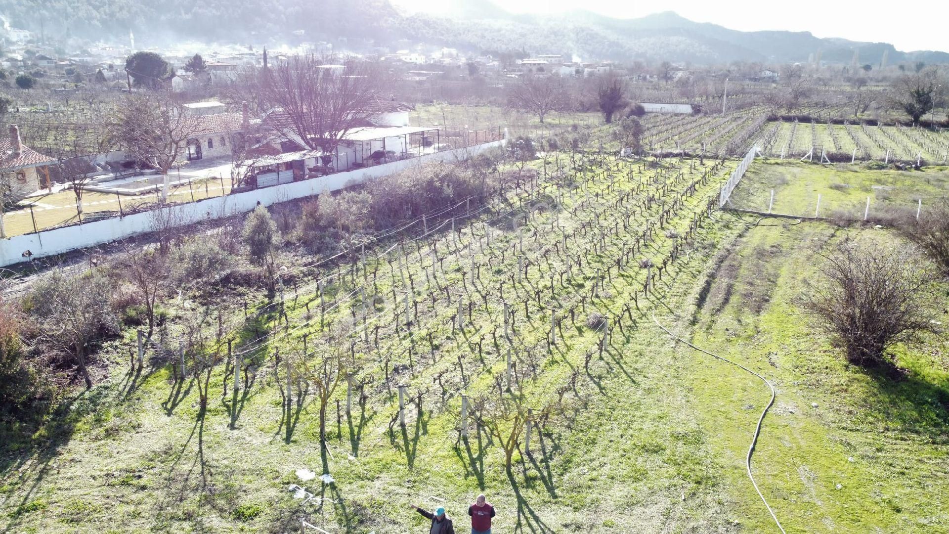 Satılık Osmancık Üzüm Bağı - Görsel 7