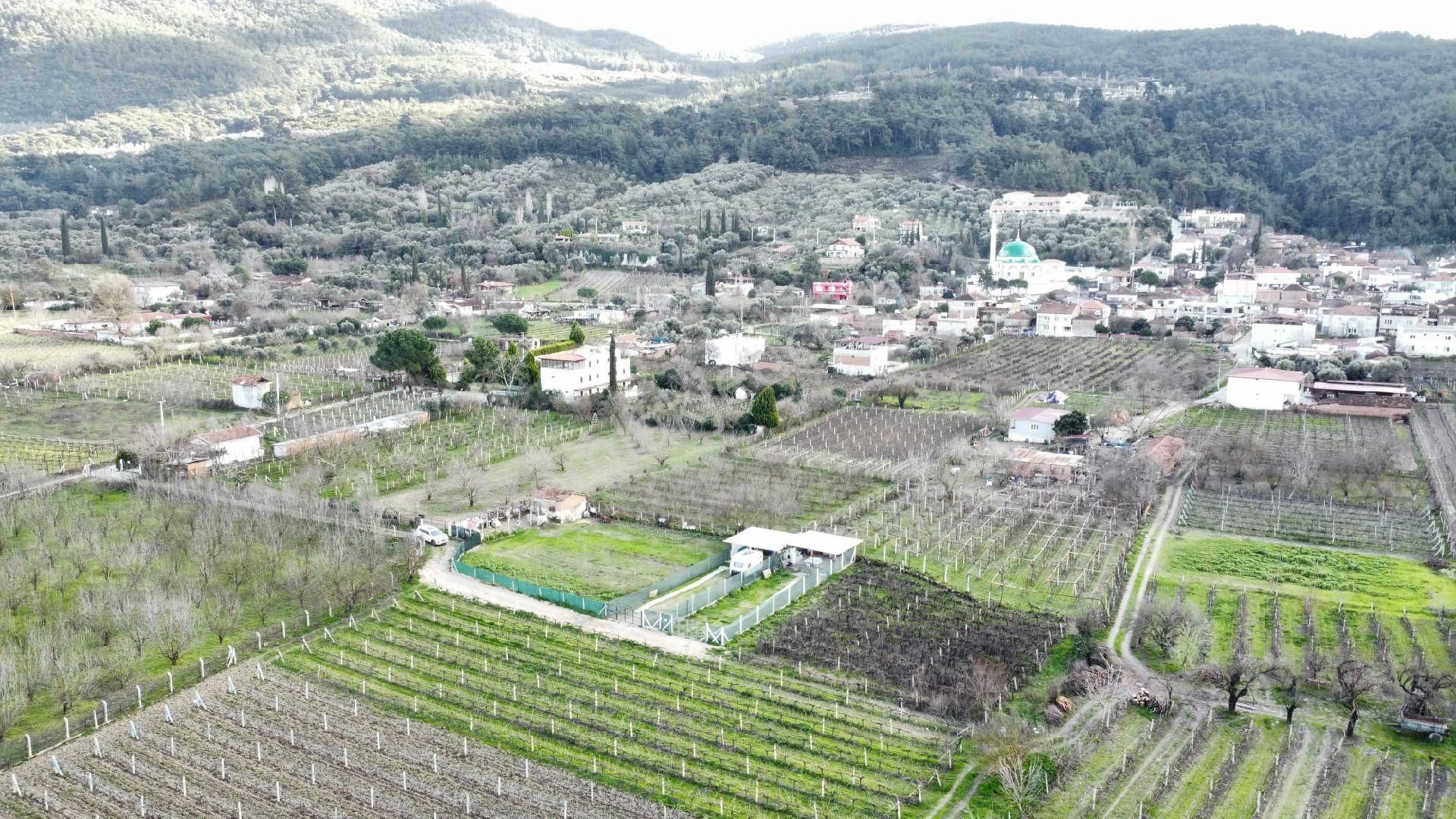 Selçuk Havutçulu Satılık Bağ & Bahçe Satılık Osmancık Üzüm Bağı