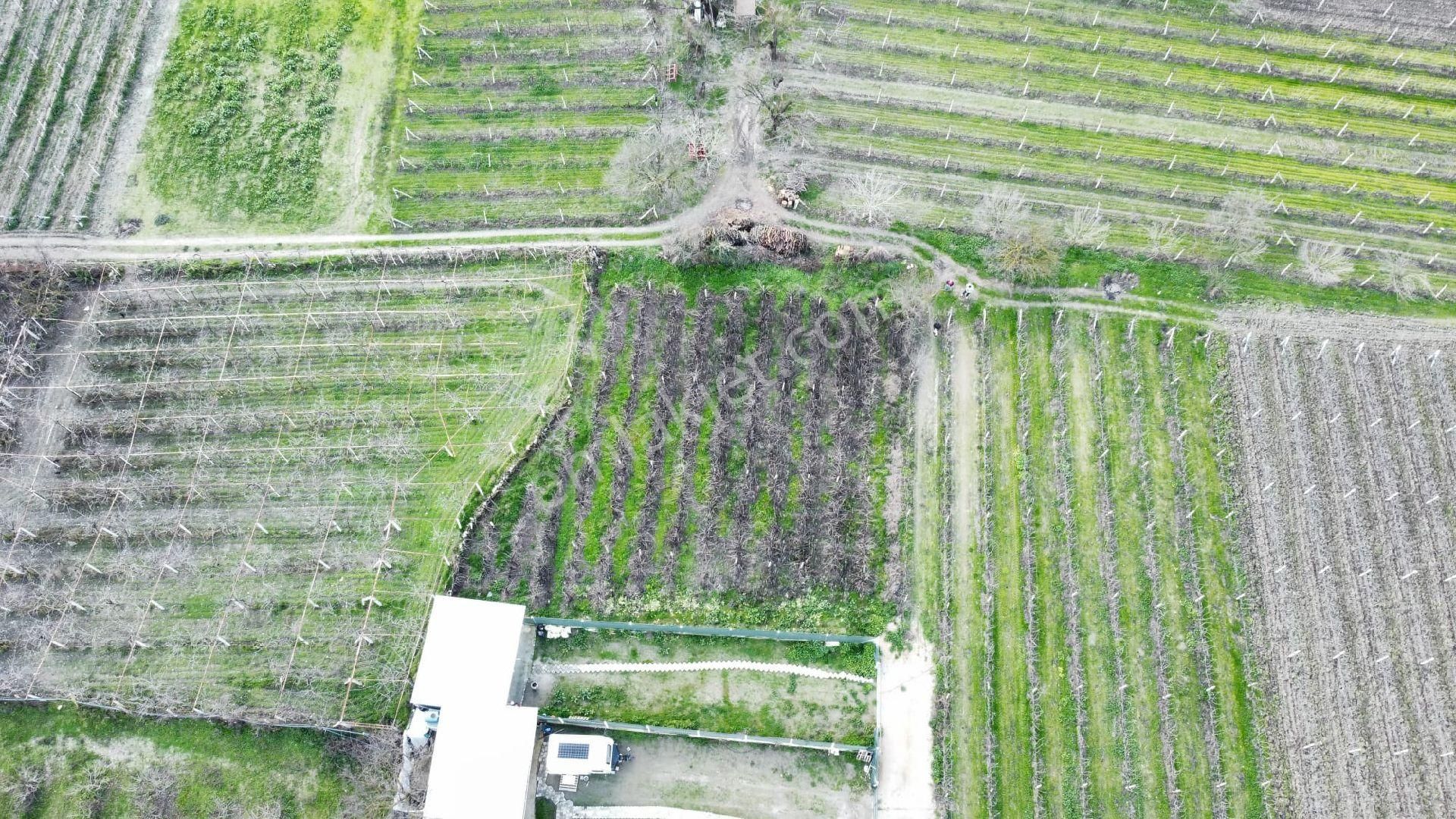 Satılık Osmancık Üzüm Bağı - Görsel 10