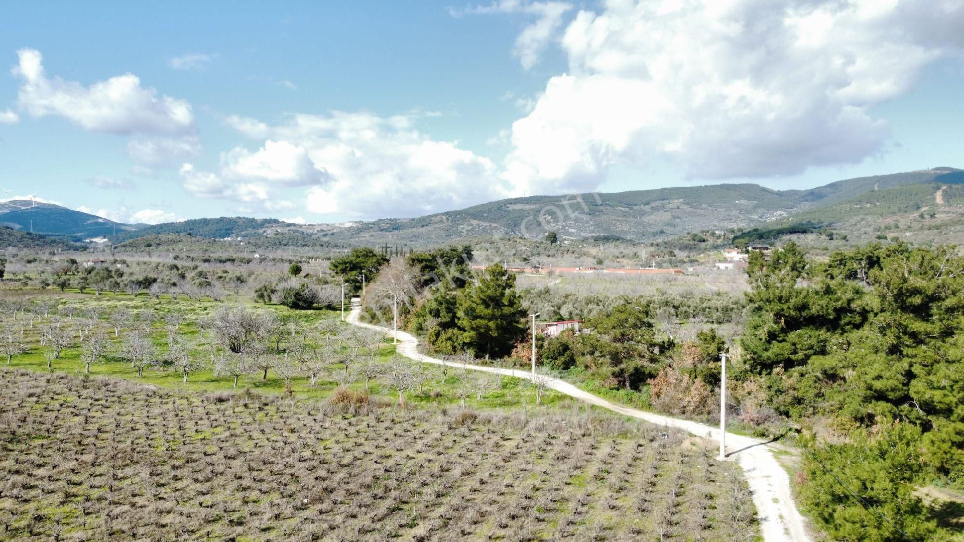 Satılık Osmancık Üzüm Bağı - Görsel 9