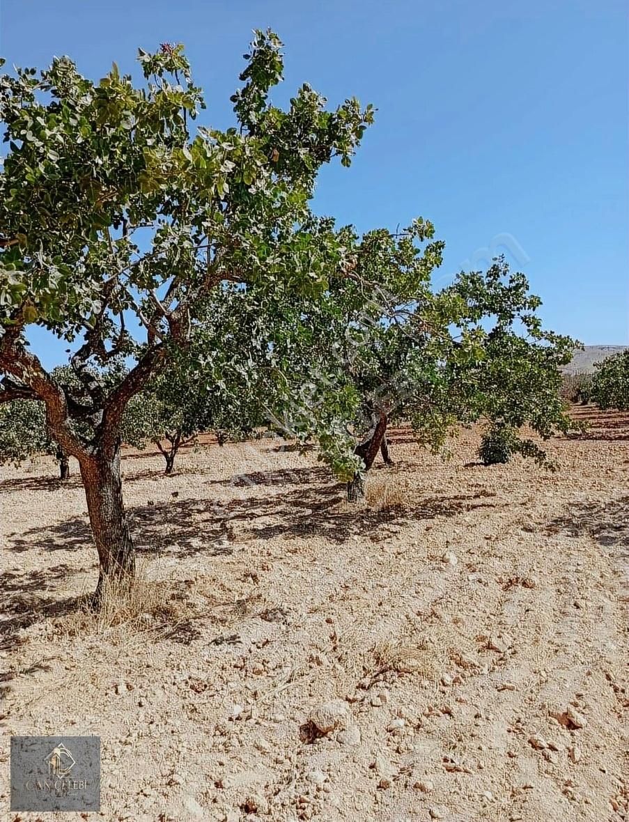 Oğuzeli Gürsu Satılık Tarla Oğuzeli Gürsuda 3582 M Bağ Ve Fıstıklık