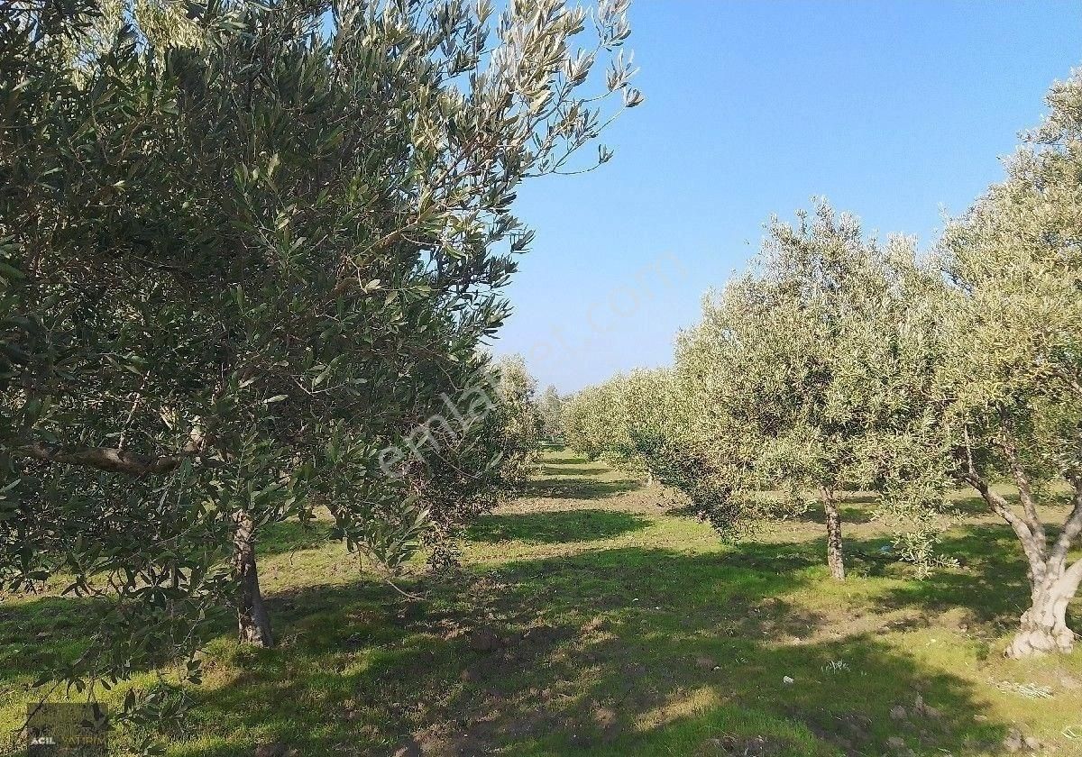 Manisa Saruhanlı Sarıçam Da Satılık Zeytinlik 13000 M2 - Görsel 4