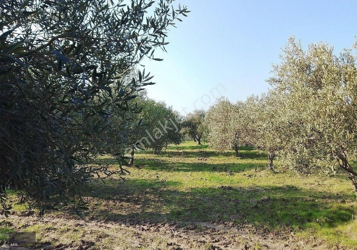 Manisa Saruhanlı Sarıçam Da Satılık Zeytinlik 13000 M2 - Görsel 3