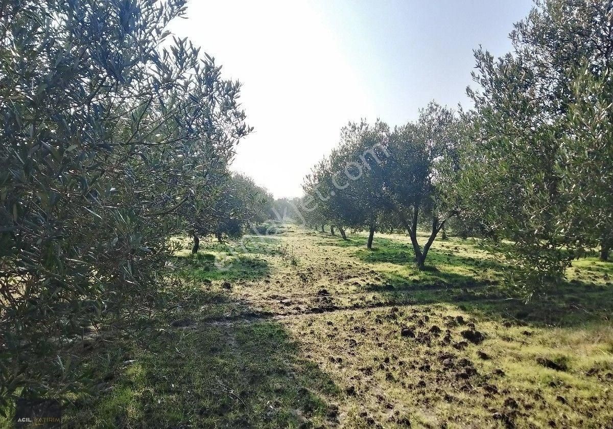 Manisa Saruhanlı Sarıçam Da Satılık Zeytinlik 13000 M2 - Görsel 5