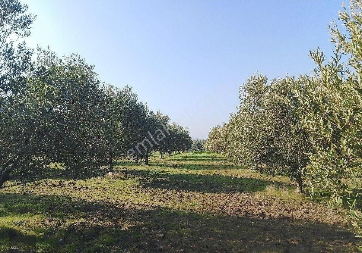 Manisa Saruhanlı Sarıçam Da Satılık Zeytinlik 13000 M2 - Görsel 6