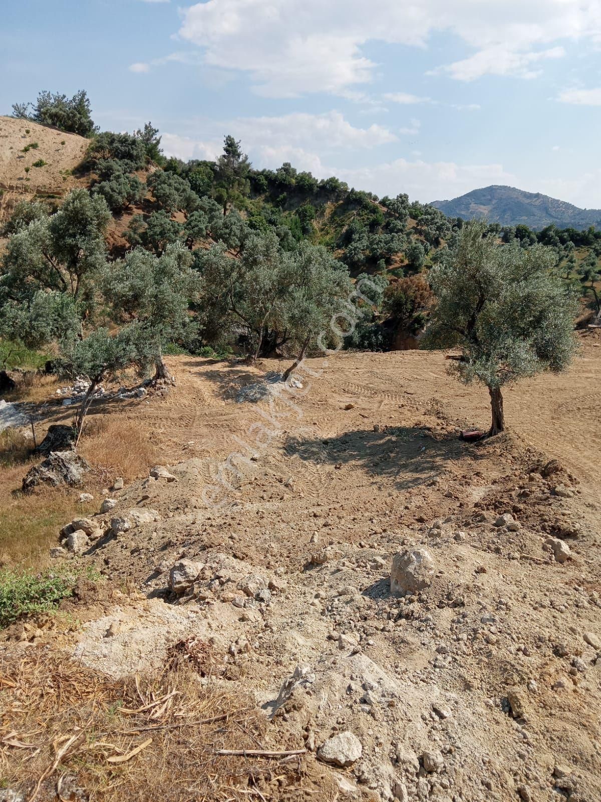 Germencik Bozköy Satılık Konut İmarlı Aydın Germencik Bozköyde Satılık Konut İmarlı Arsa