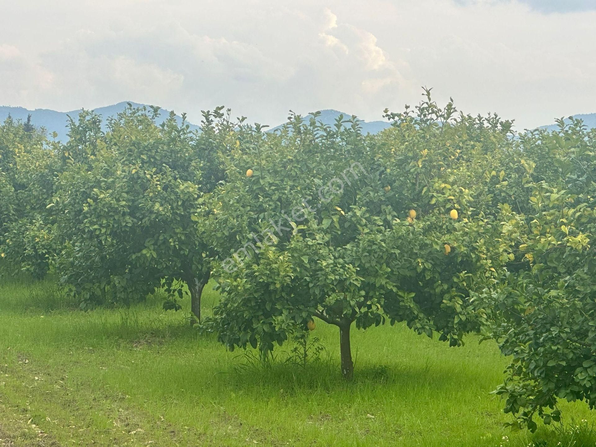 Ortaca Güzelyurt Mahallesinde 12700 M2 Satılık Tarla - Görsel 6