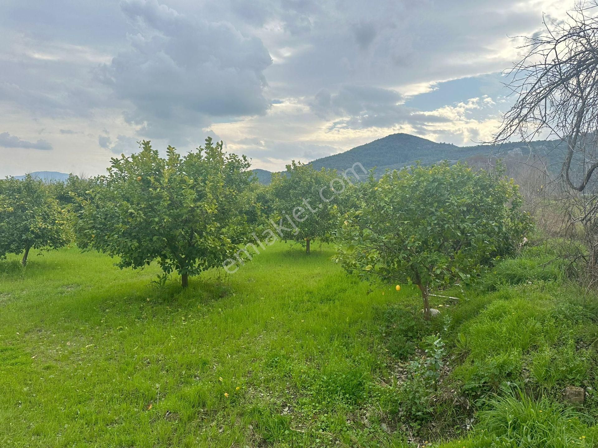 Ortaca Güzelyurt Mahallesinde 12700 M2 Satılık Tarla - Görsel 5