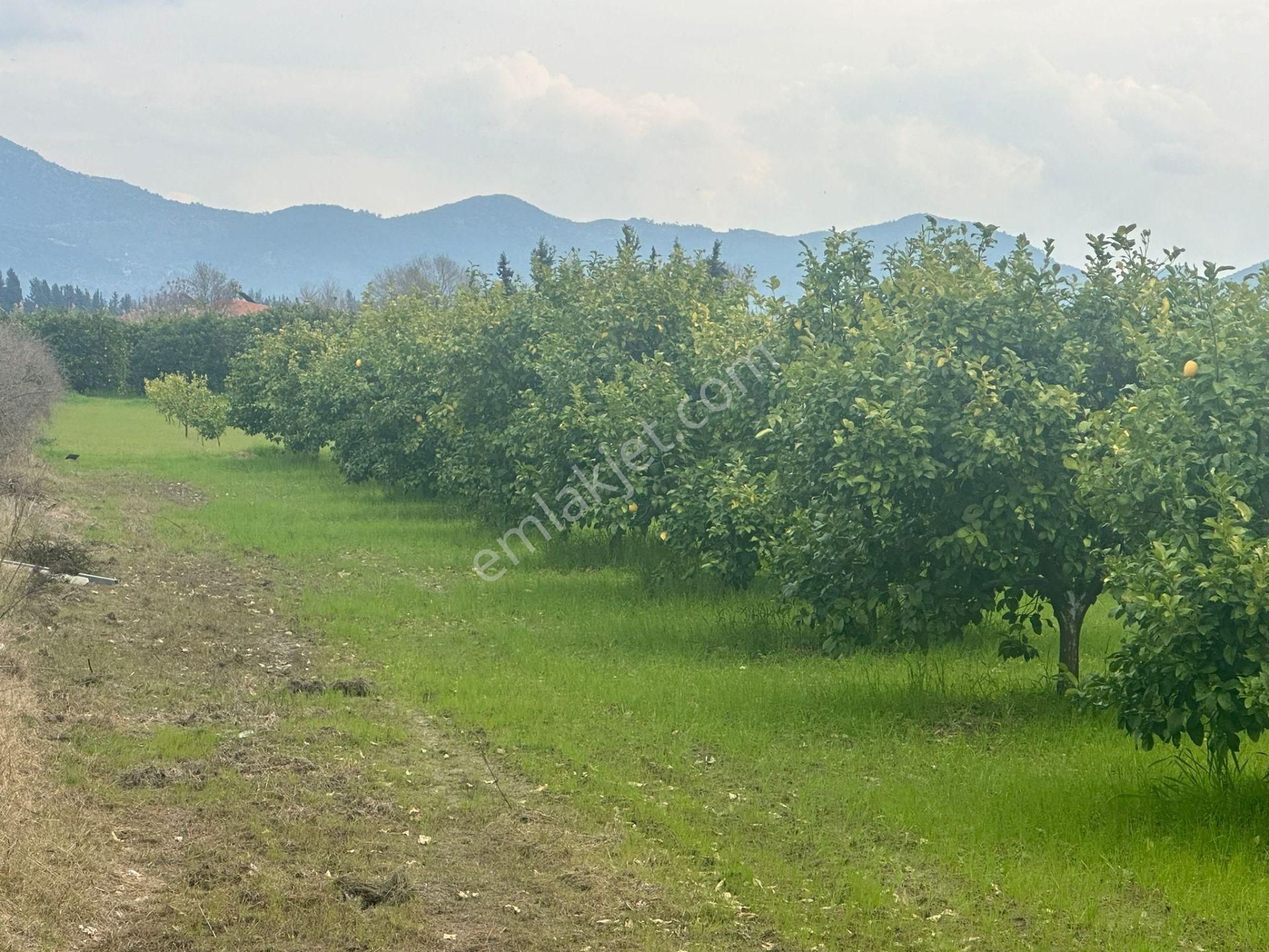 Ortaca Güzelyurt Mahallesinde 12700 M2 Satılık Tarla - Görsel 3