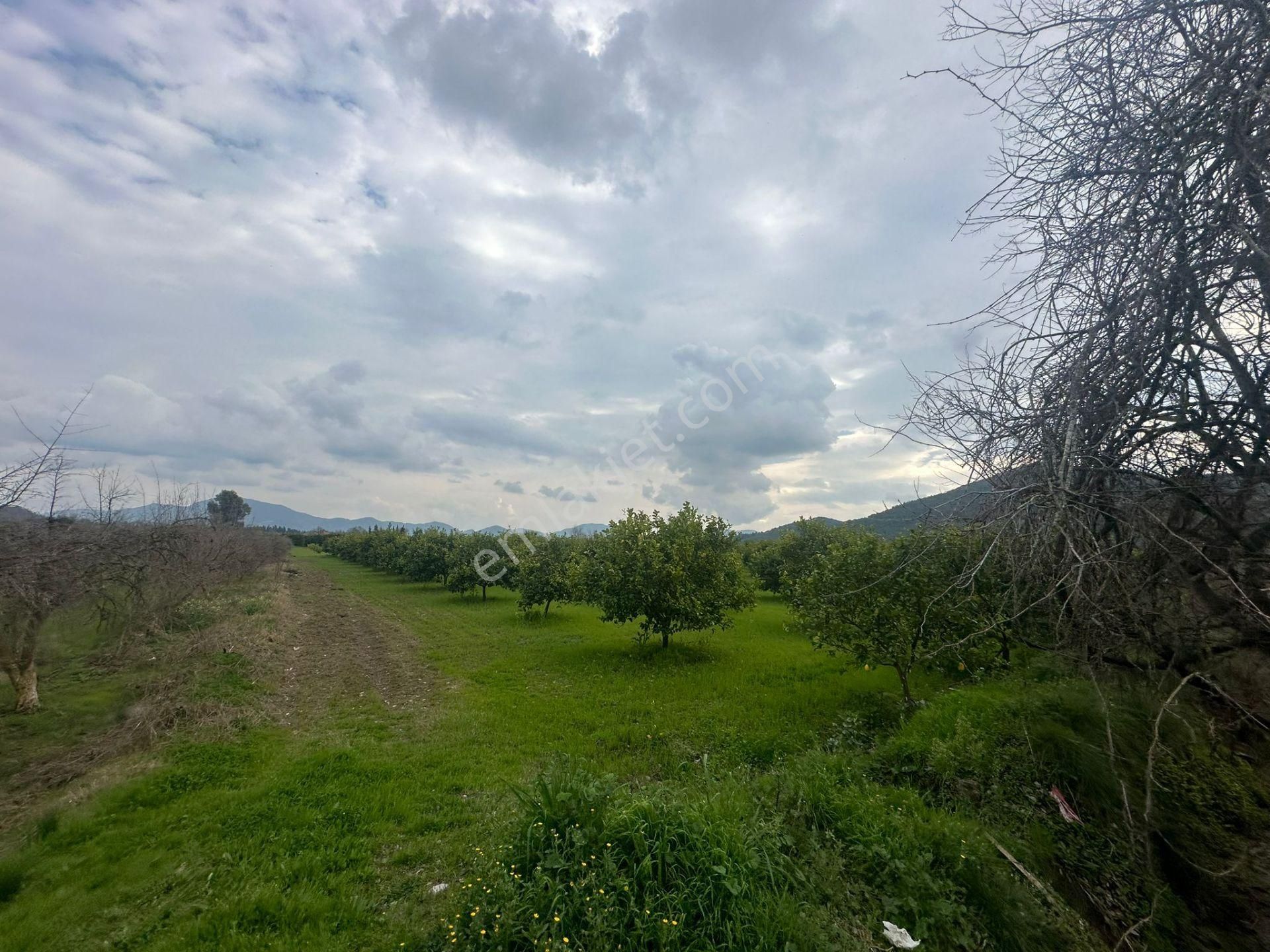 Ortaca Güzelyurt Mahallesinde 12700 M2 Satılık Tarla - Görsel 7