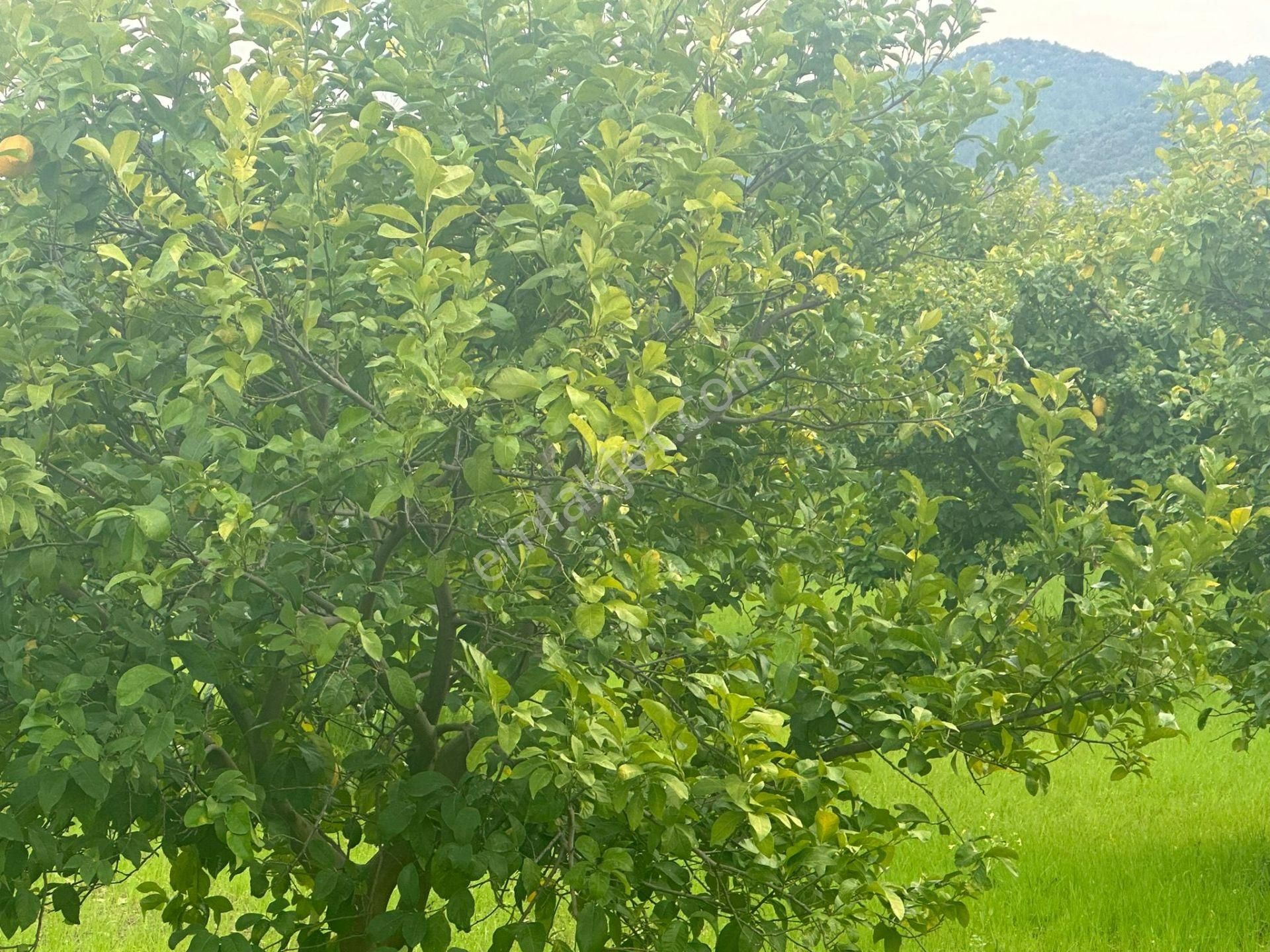 Ortaca Güzelyurt Mahallesinde 12700 M2 Satılık Tarla - Görsel 2
