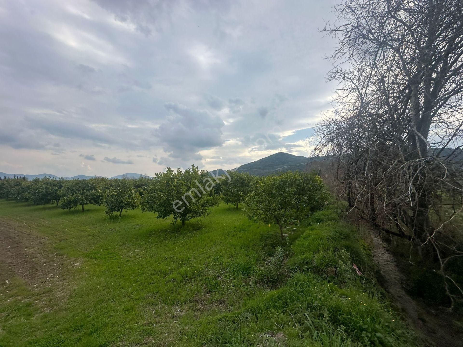 Ortaca Güzelyurt Mahallesinde 12700 M2 Satılık Tarla - Görsel 9