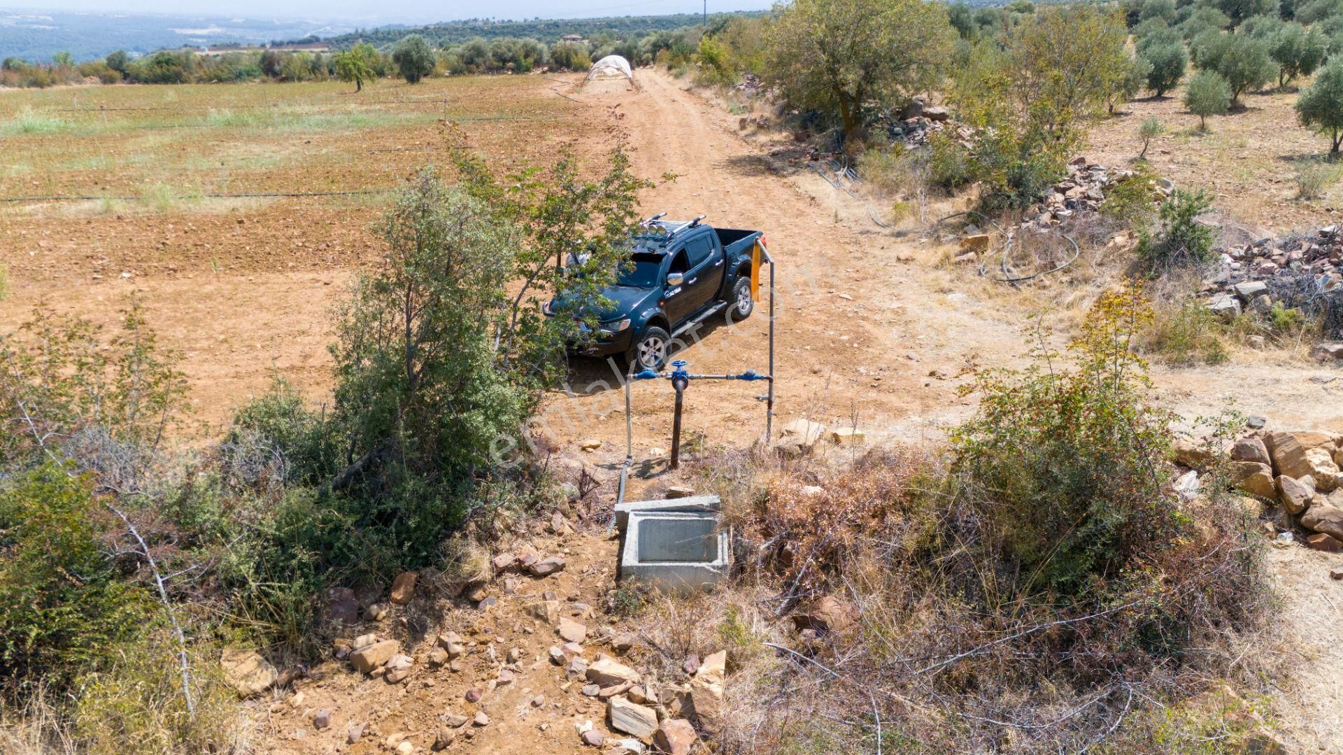 Karacasu Dereköy Satılık Zeytinlik Karacasu Dereköy Mah De Satılık Zeytinlik