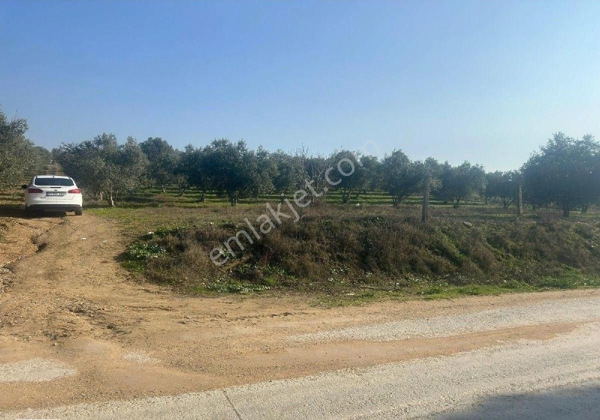 Manisa Turgutluda 5000m2 Asfalt Cepheli Zeytinlik - Görsel 4