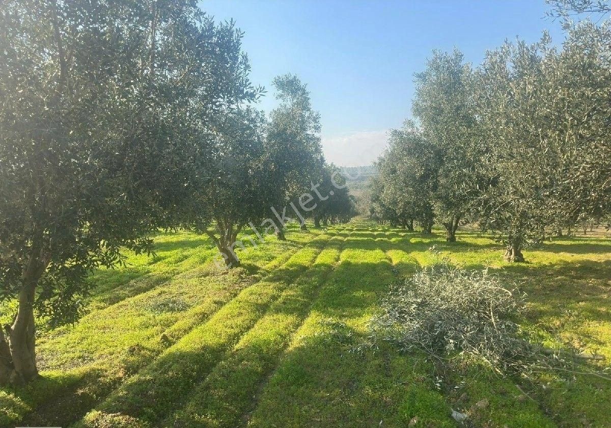 Manisa Turgutluda 5000m2 Asfalt Cepheli Zeytinlik - Görsel 25