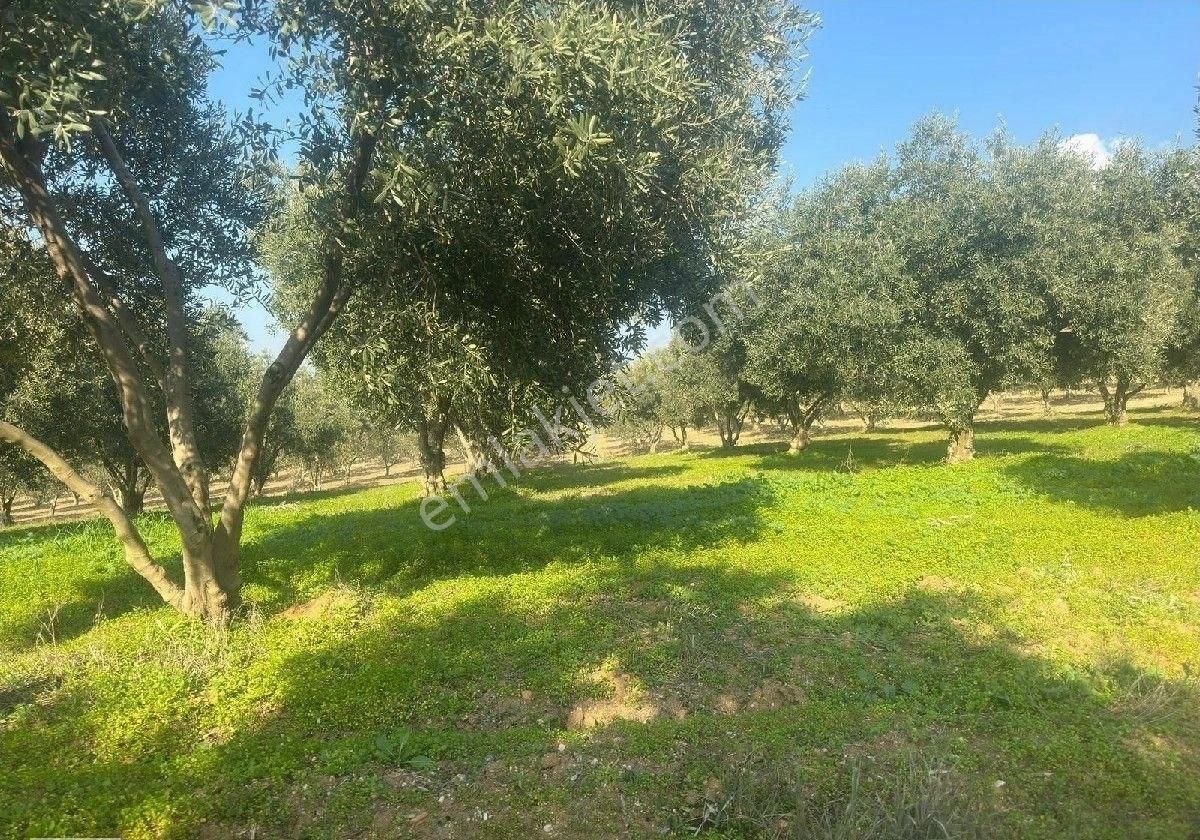 Manisa Turgutluda 5000m2 Asfalt Cepheli Zeytinlik - Görsel 8