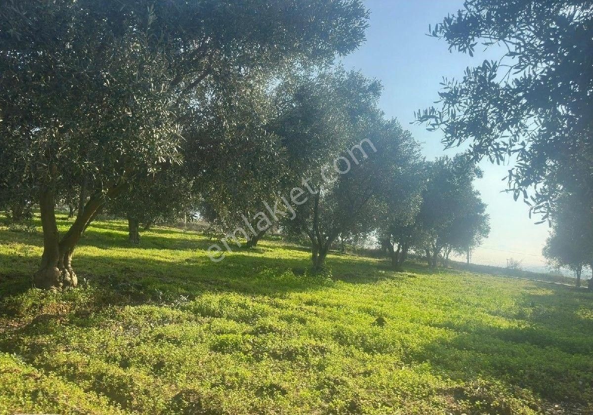 Manisa Turgutluda 5000m2 Asfalt Cepheli Zeytinlik - Görsel 14
