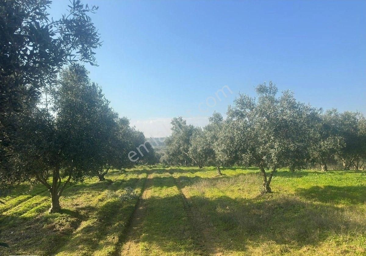 Manisa Turgutluda 5000m2 Asfalt Cepheli Zeytinlik - Görsel 2