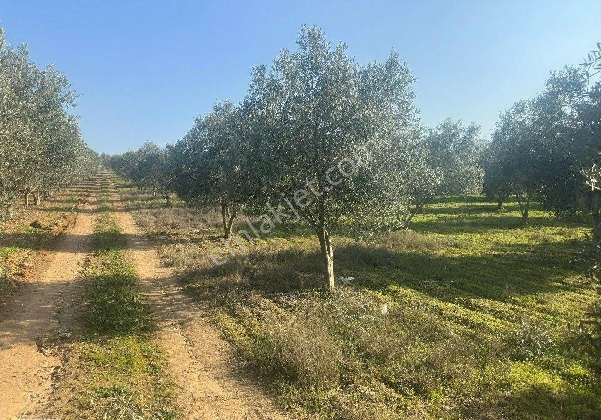 Manisa Turgutluda 5000m2 Asfalt Cepheli Zeytinlik - Görsel 5