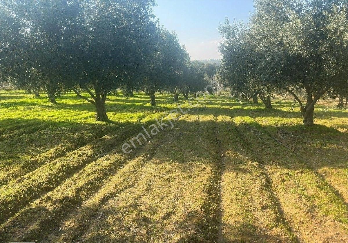 Manisa Turgutluda 5000m2 Asfalt Cepheli Zeytinlik - Görsel 22