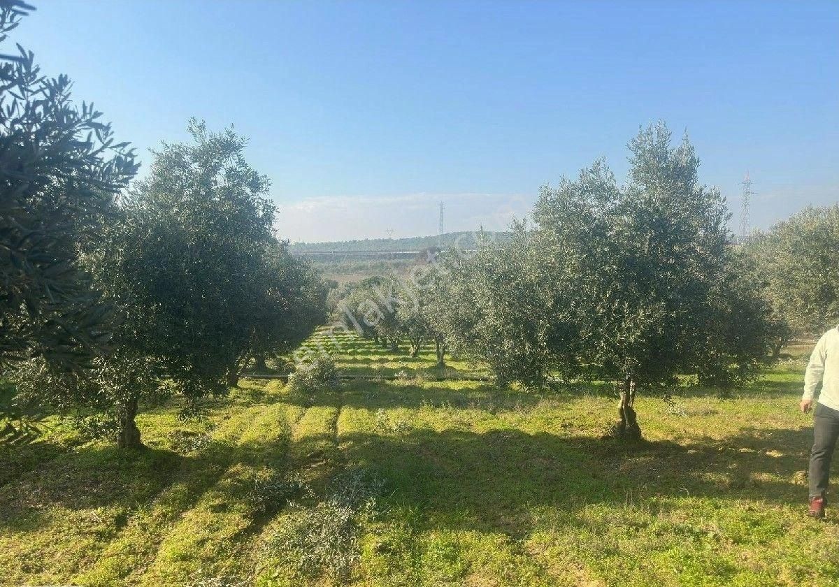 Manisa Turgutluda 5000m2 Asfalt Cepheli Zeytinlik - Görsel 19