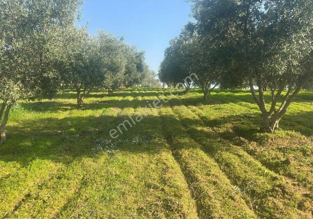 Manisa Turgutluda 5000m2 Asfalt Cepheli Zeytinlik - Görsel 30