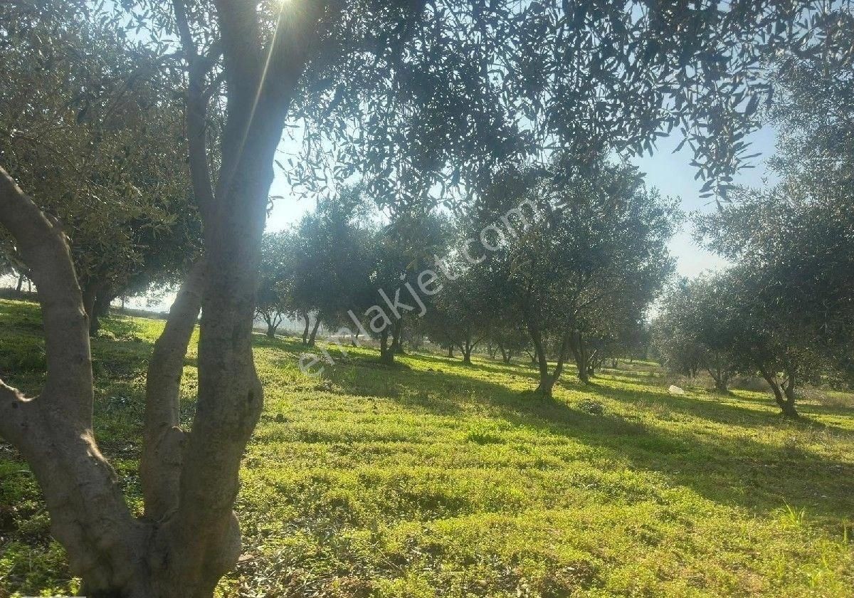 Manisa Turgutluda 5000m2 Asfalt Cepheli Zeytinlik - Görsel 29