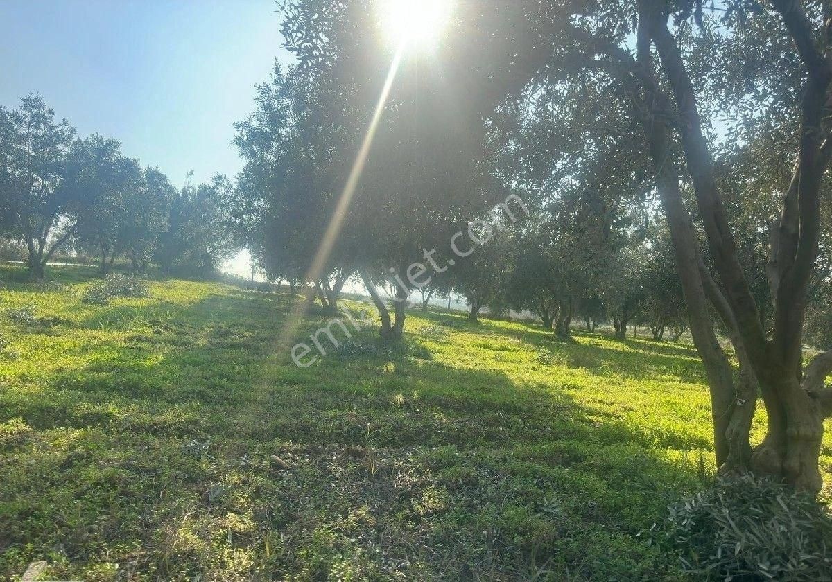 Manisa Turgutluda 5000m2 Asfalt Cepheli Zeytinlik - Görsel 23