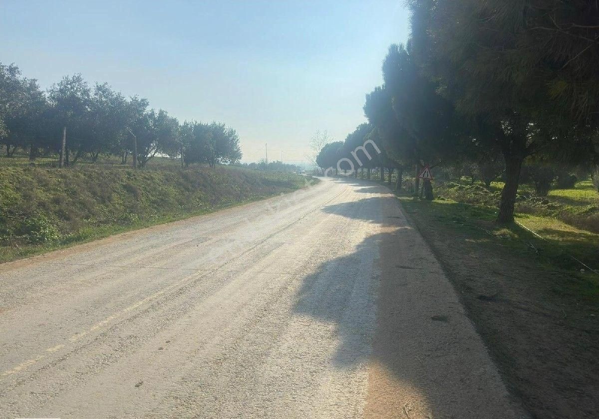Manisa Turgutluda 5000m2 Asfalt Cepheli Zeytinlik - Görsel 21