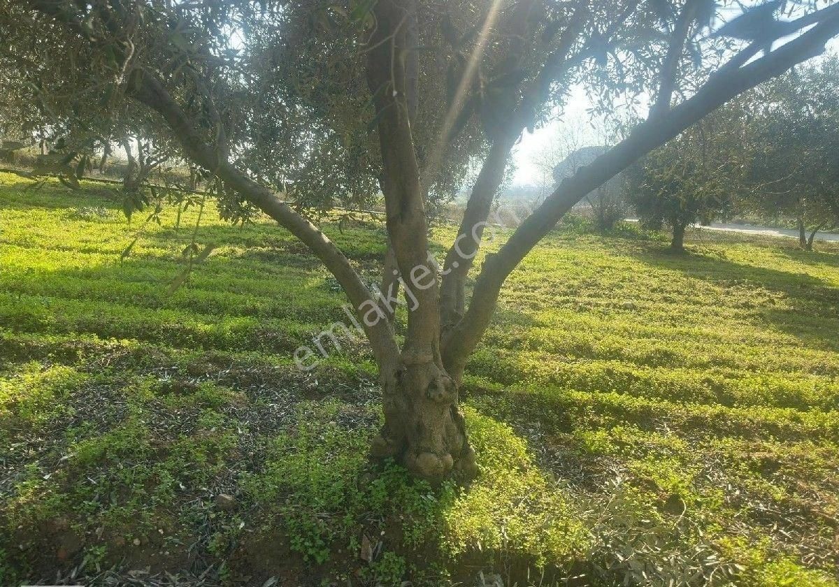Manisa Turgutluda 5000m2 Asfalt Cepheli Zeytinlik - Görsel 26