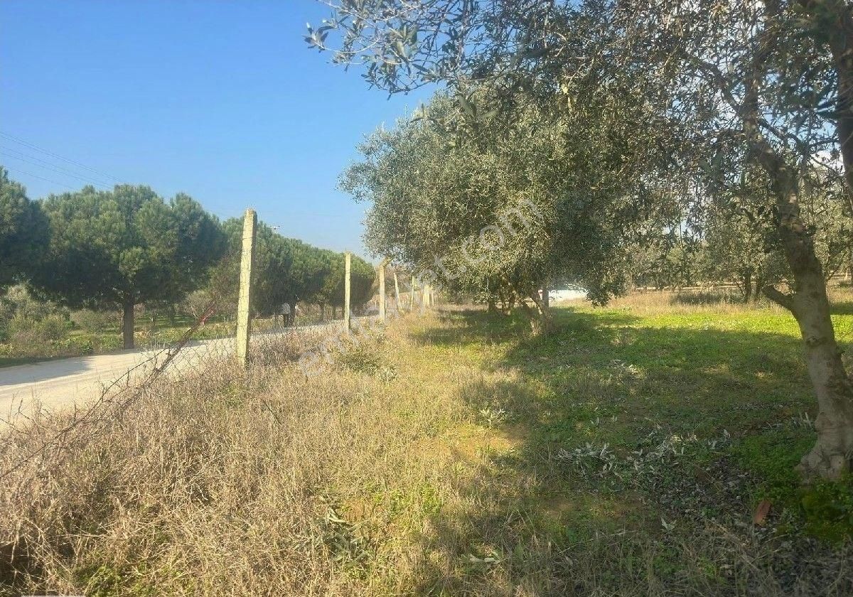Manisa Turgutluda 5000m2 Asfalt Cepheli Zeytinlik - Görsel 13