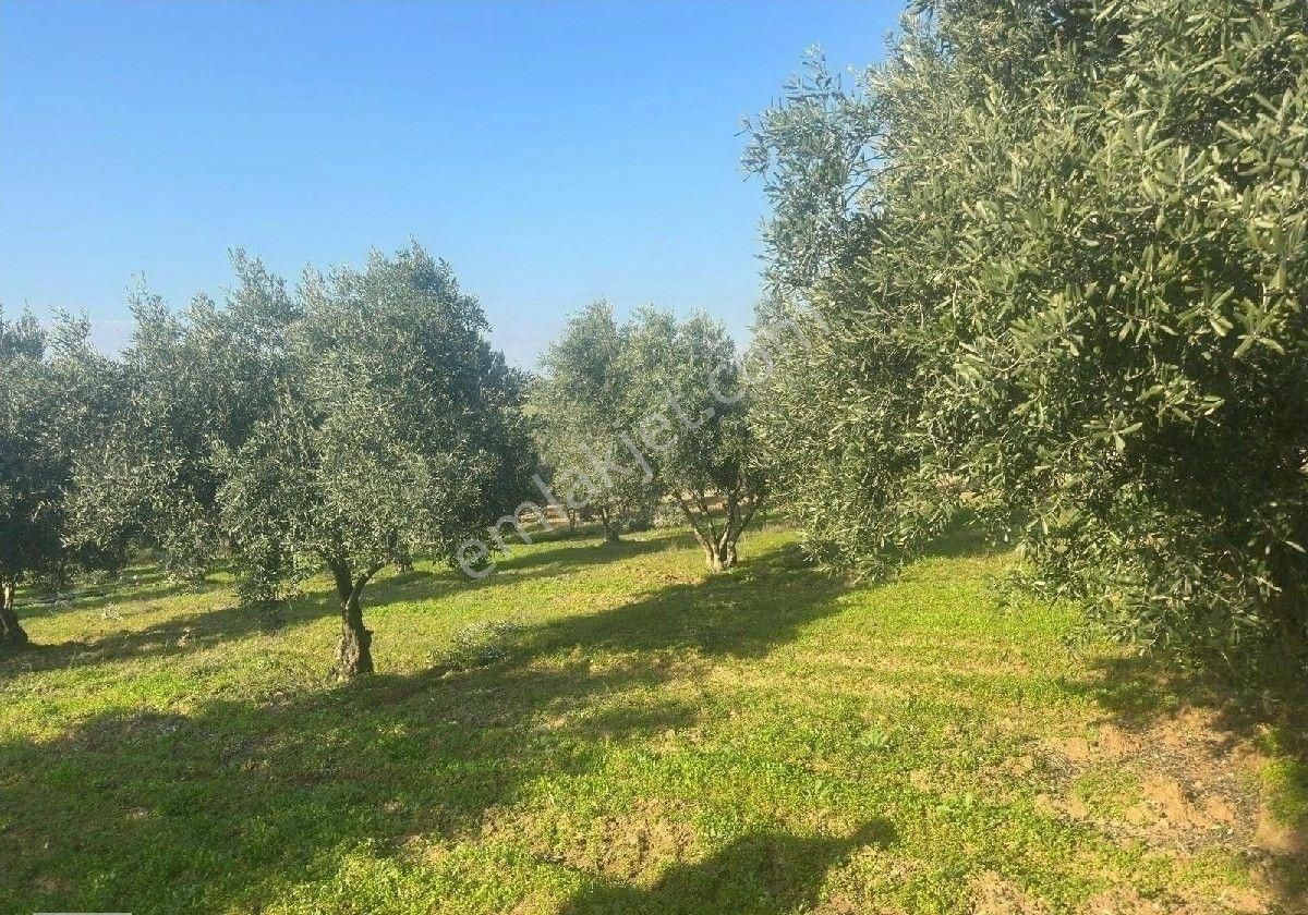 Manisa Turgutluda 5000m2 Asfalt Cepheli Zeytinlik - Görsel 10