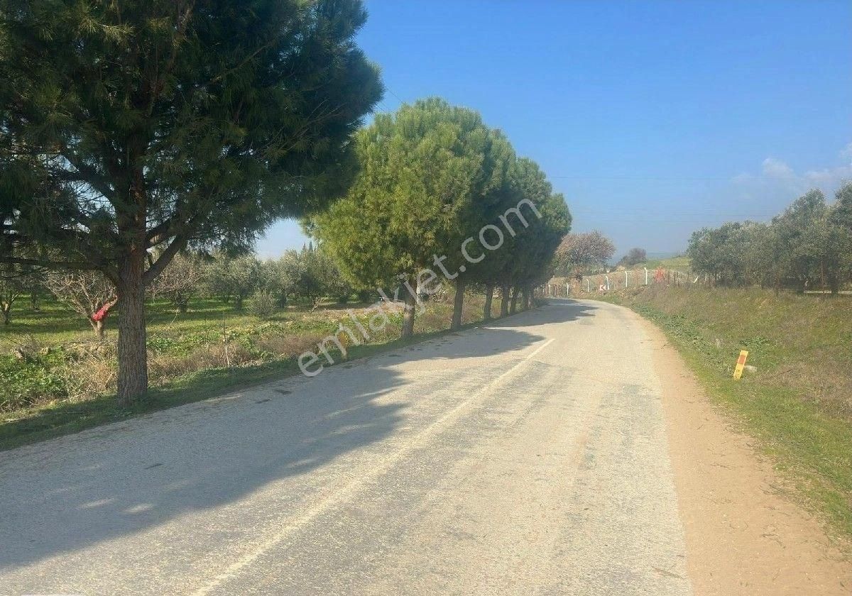 Manisa Turgutluda 5000m2 Asfalt Cepheli Zeytinlik - Görsel 12