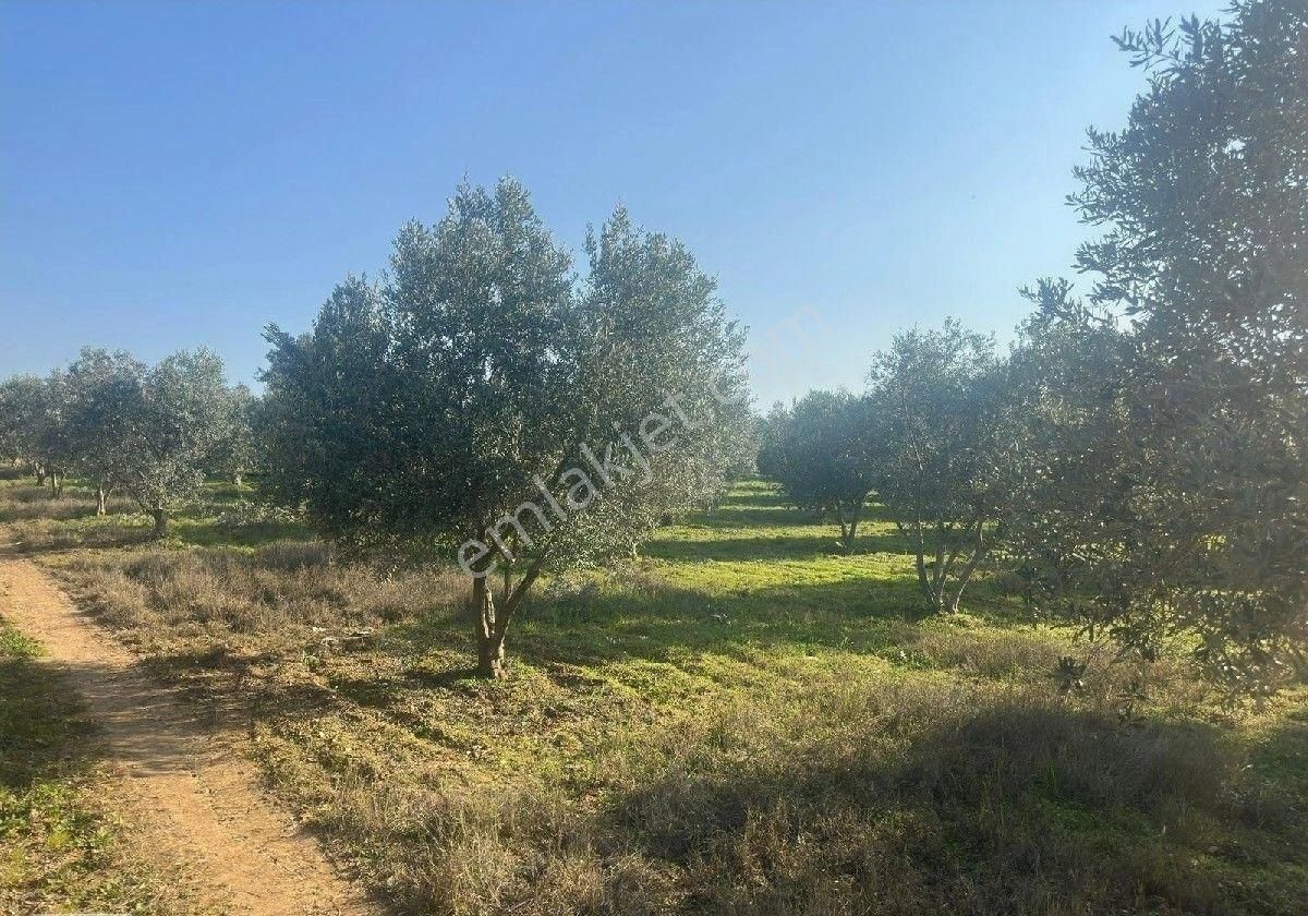 Manisa Turgutluda 5000m2 Asfalt Cepheli Zeytinlik - Görsel 6