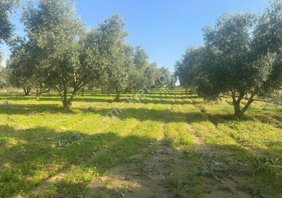 Manisa Turgutluda 5000m2 Asfalt Cepheli Zeytinlik - Görsel 20
