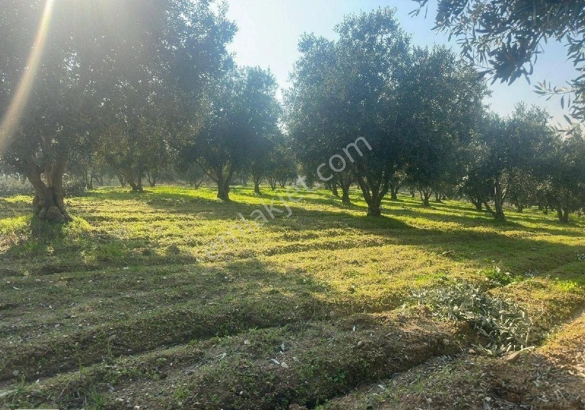 Manisa Turgutluda 5000m2 Asfalt Cepheli Zeytinlik - Görsel 17