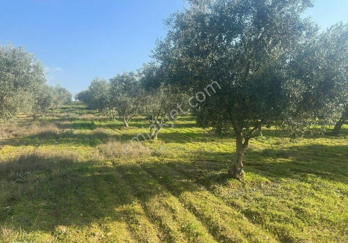 Manisa Turgutluda 5000m2 Asfalt Cepheli Zeytinlik - Görsel 15