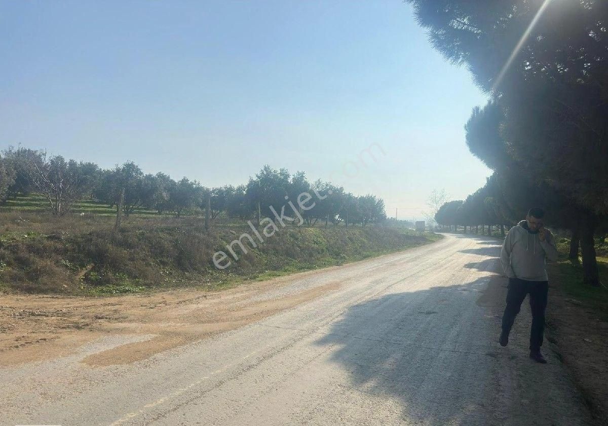 Manisa Turgutluda 5000m2 Asfalt Cepheli Zeytinlik - Görsel 11