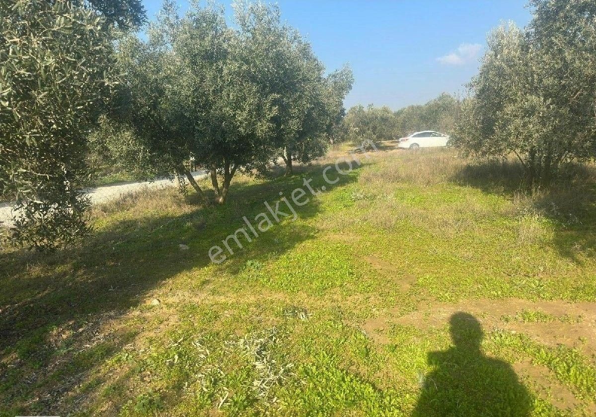 Manisa Turgutluda 5000m2 Asfalt Cepheli Zeytinlik - Görsel 18