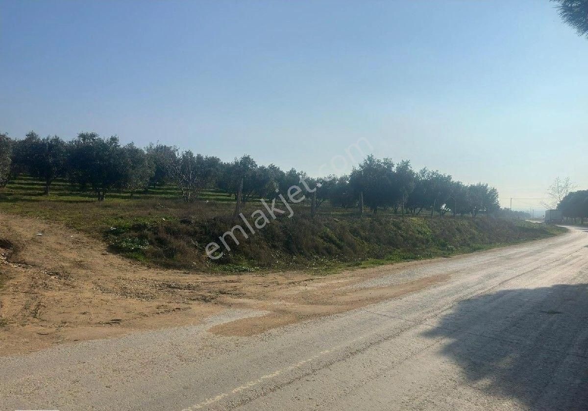 Manisa Turgutluda 5000m2 Asfalt Cepheli Zeytinlik - Görsel 7