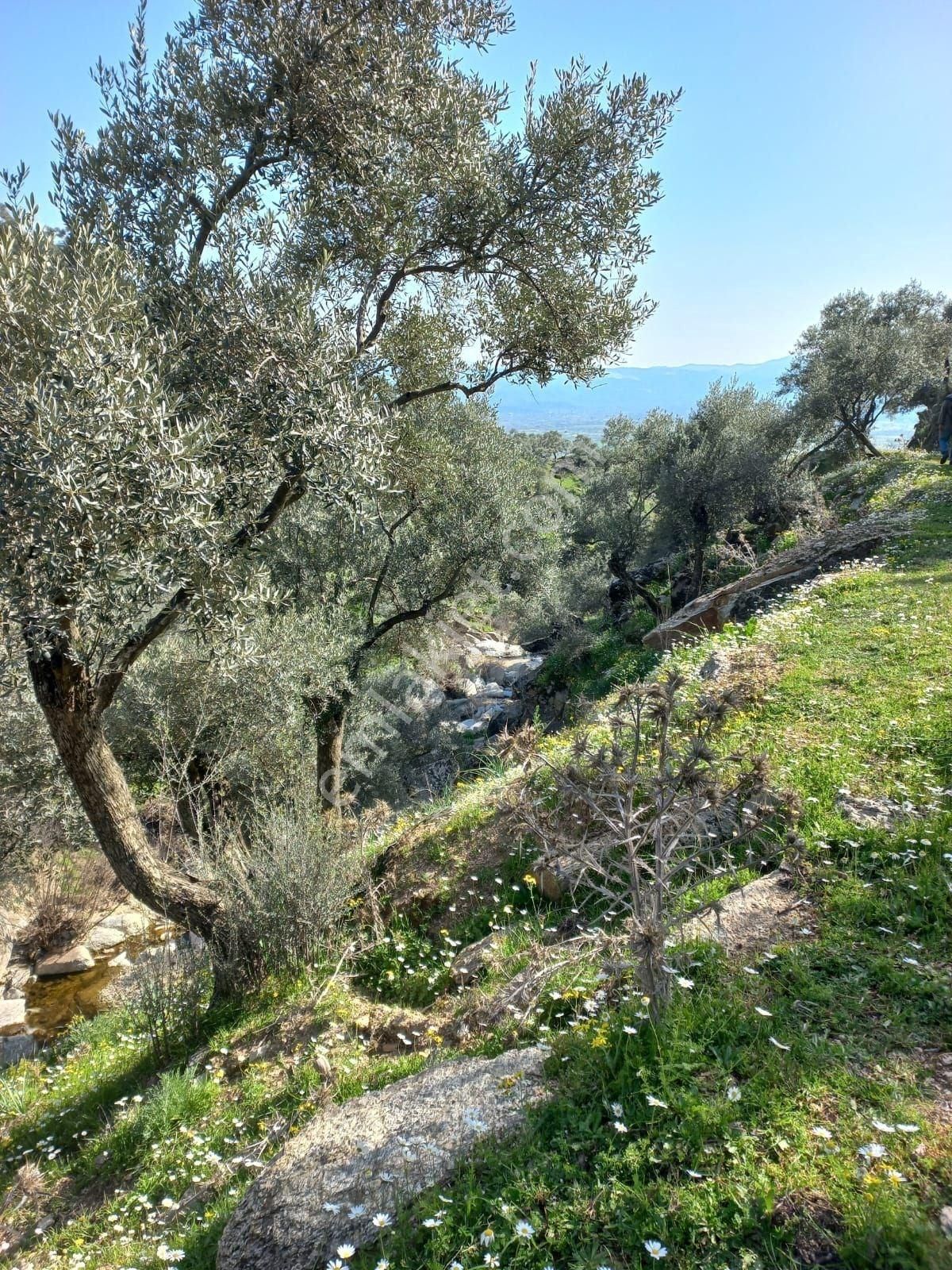 Karpuzlu Ektirli Mahallesinde 16.739 M² Satılık Zeytinlik - Görsel 5