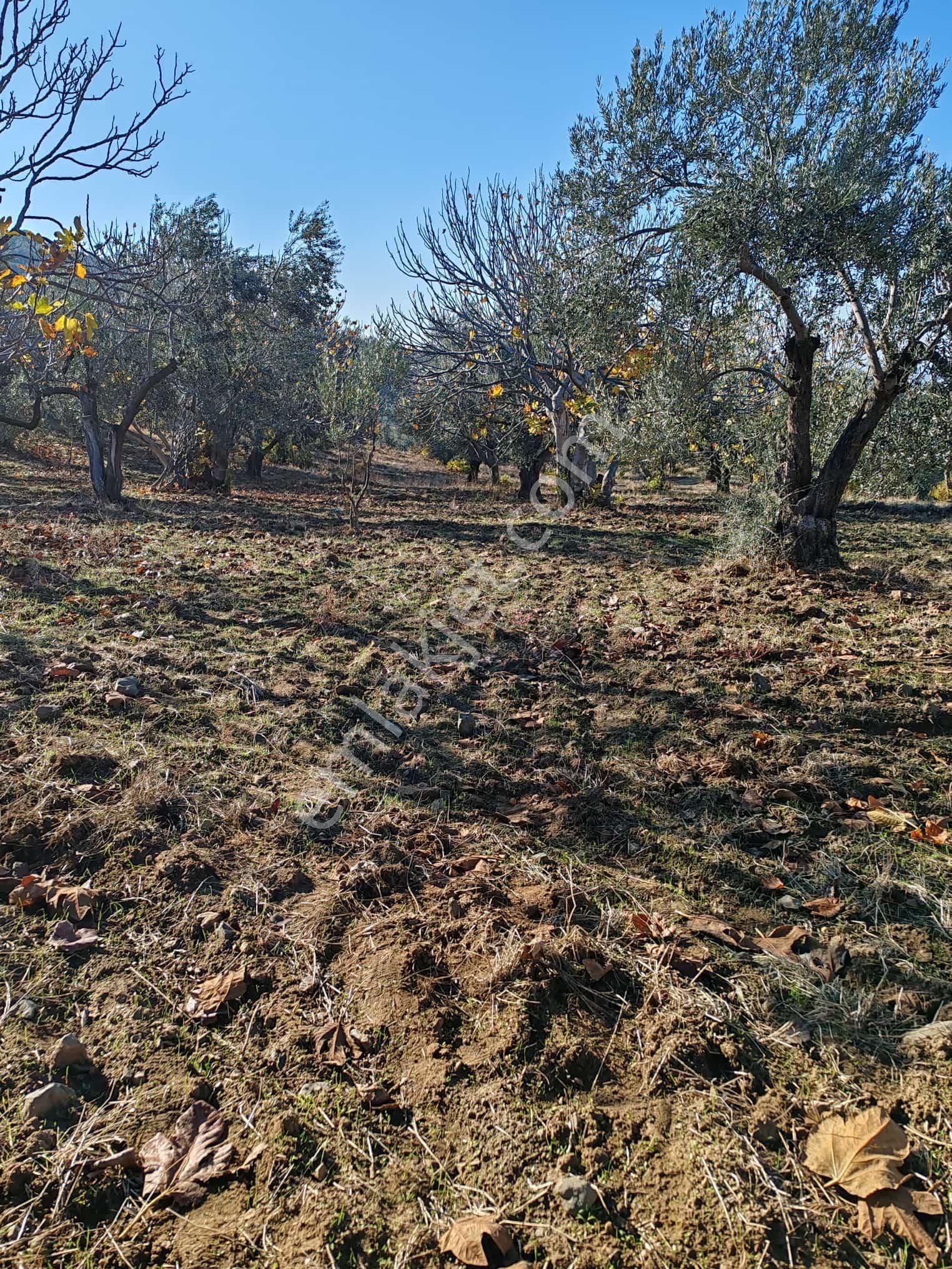 ▀▄tek Yetkili Artı Emlak'tan Yaylaönü Mevkiinde Satılık 3201 M2 Zeytinlik - Görsel 4