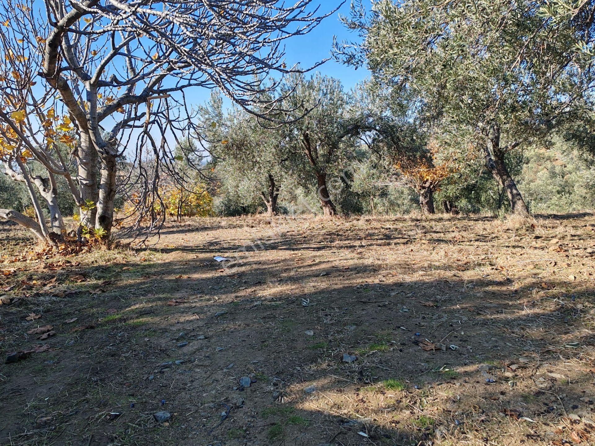 ▀▄tek Yetkili Artı Emlak'tan Yaylaönü Mevkiinde Satılık 3201 M2 Zeytinlik - Görsel 2