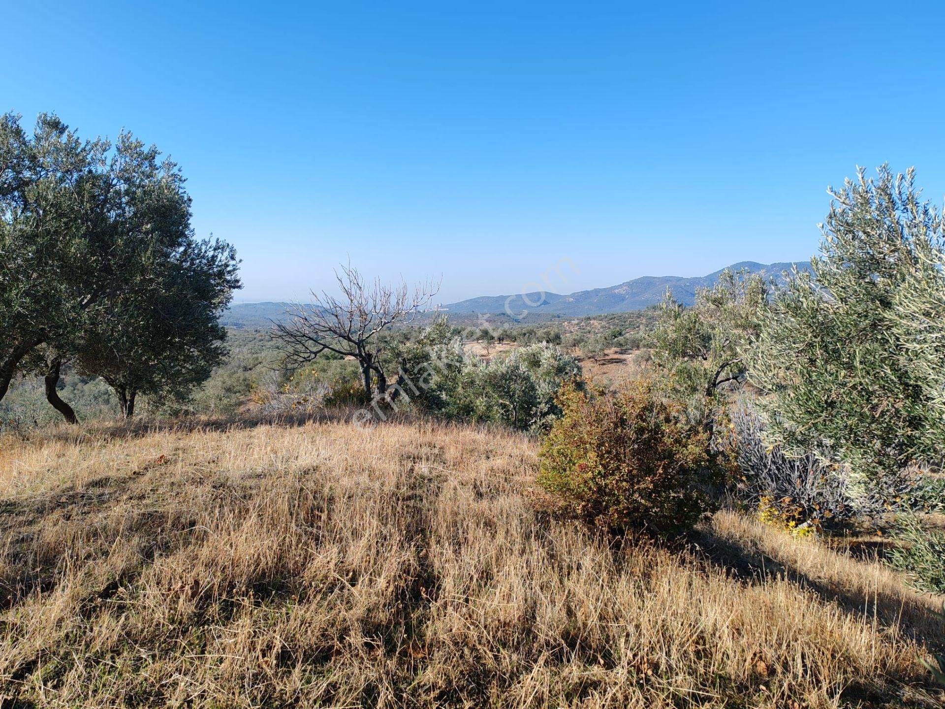 ▀▄tek Yetkili Artı Emlak'tan Yaylaönü Mevkiinde Satılık 3201 M2 Zeytinlik - Görsel 7