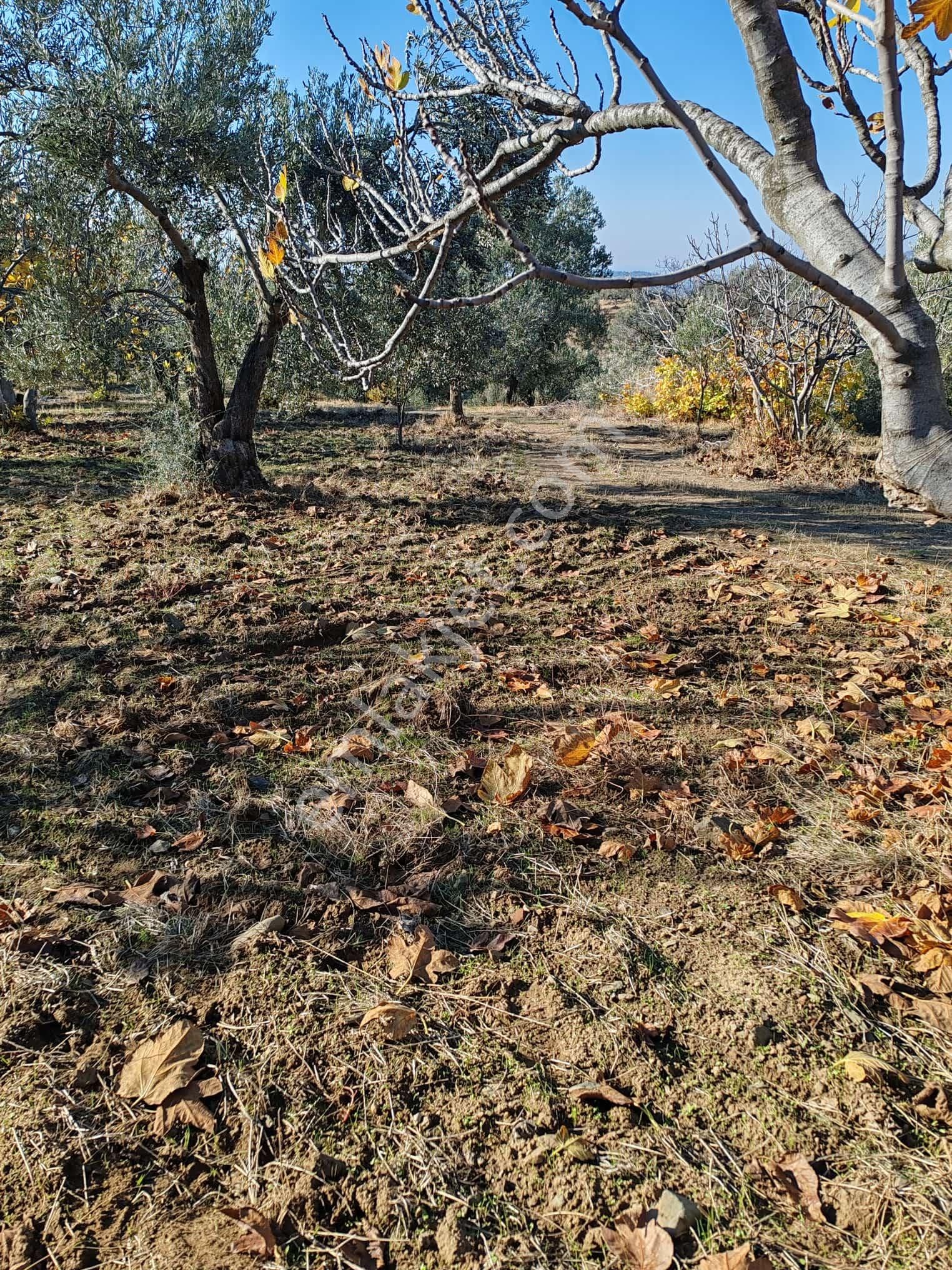 ▀▄tek Yetkili Artı Emlak'tan Yaylaönü Mevkiinde Satılık 3201 M2 Zeytinlik - Görsel 6