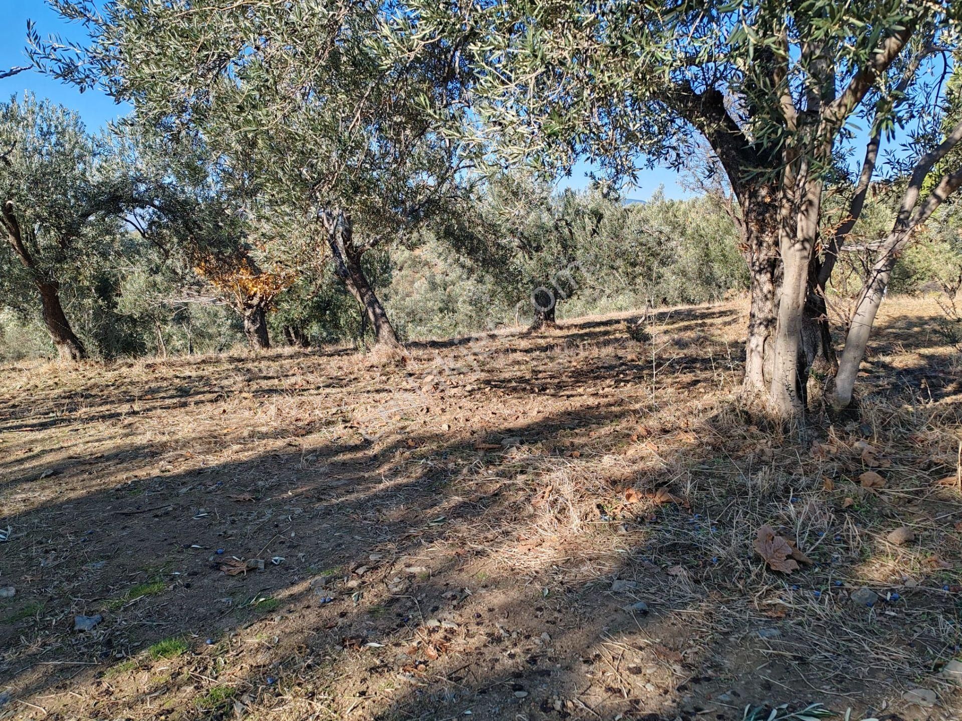 ▀▄tek Yetkili Artı Emlak'tan Yaylaönü Mevkiinde Satılık 3201 M2 Zeytinlik - Görsel 3