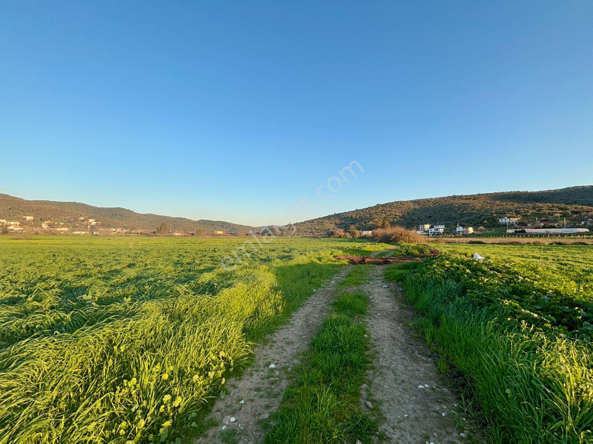 Milas Dörttepe'de Yolu Olan 10.028 M² Satılık Tarla - Görsel 11
